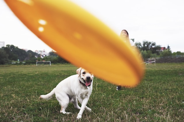 Frisbee-chien